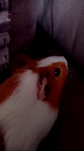 марская свинка интересное видео как она разгаваривает смотреть онлайн