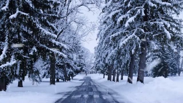 метель в зимнем лесу смотреть онлайн