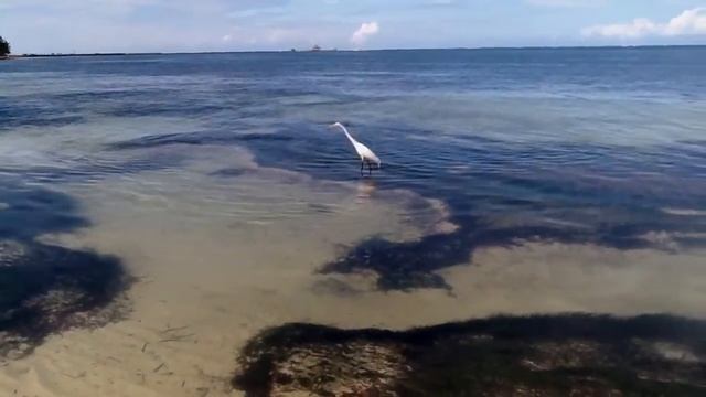 Цапля позирует смотреть онлайн