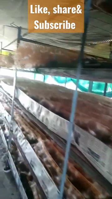 #sericulture#silkworm coocon#mulberryfarm #silkfarming#shortvideo#viral#trending#youtubeshorts