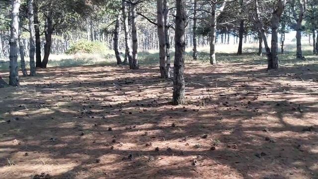 идем по сосновому лесу в Севастополе 5 минут смотреть онлайн