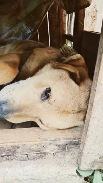 Я невидимый пёсик #shorts смотреть онлайн