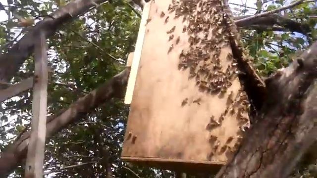 Ловля роя в роевню