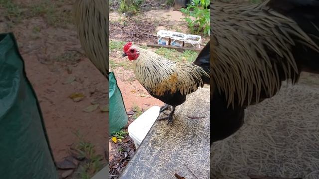 smart chicken junior смотреть онлайн