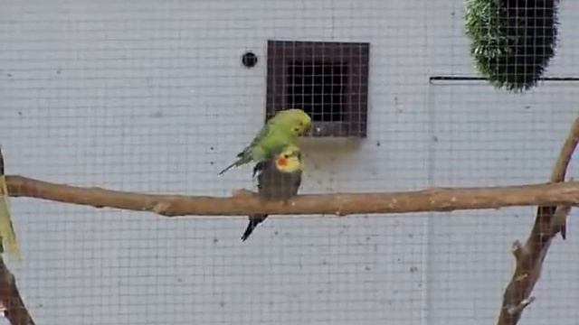Andulka, korela смотреть онлайн