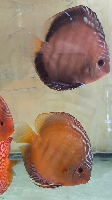 Новые дискусы из Азии для разведения смотреть онлайн