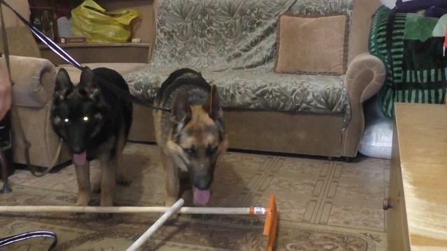 Как научить собаку вставать из сидячего положения