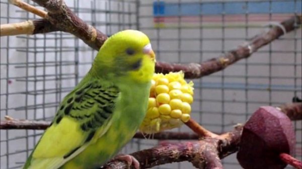 Волнистые попугаи, Первый выводок ,