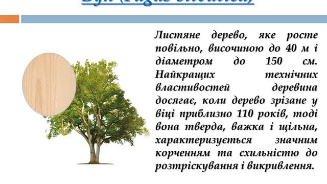 №3 Породи деревини смотреть онлайн