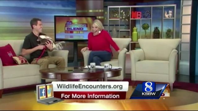 Animal Stories With Dan Green: Skunk Prank смотреть онлайн