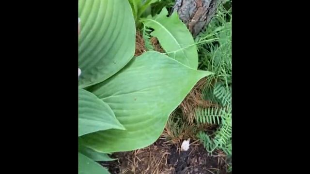 Hosta ' Brigadier '. Хоста бригадир #хосты#хоста#сад#садоводство#сады#любимаядача смотреть онлайн