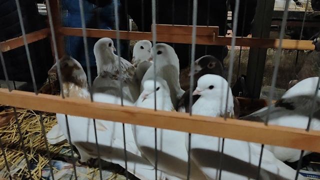 8.03.2025г Бронницы Сборная ч. 2 смотреть онлайн