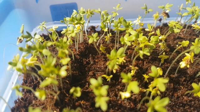 Growing Garden cress in cocopeat at home | Powerful Ayurvedic herb | microgreensgrower смотреть онлайн