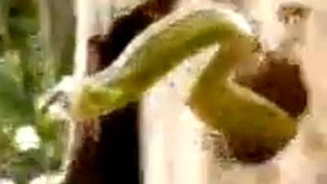 Птичка против змеи/Bird Against Snakes