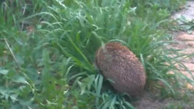 Guest :o) Ёжик, Hedgehog (Erinaceus europaeus) смотреть онлайн