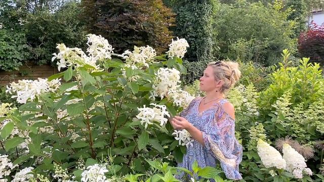 Nieoczywista Hortensja Bukietowa: Odmiana GREAT STAR 'Le Vasterival'