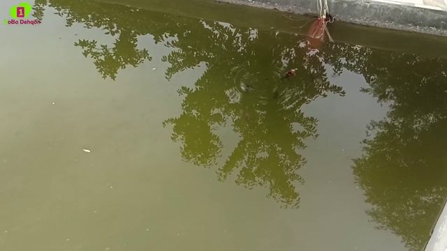 УЙ ШАРОИТИДА БАЛИК БОКИШ БИЗНЕСИ 📞936914766 BASSENDA TILLA BALIQ BOQISH BIZNESI YILIGA 50 MLN FOYDA