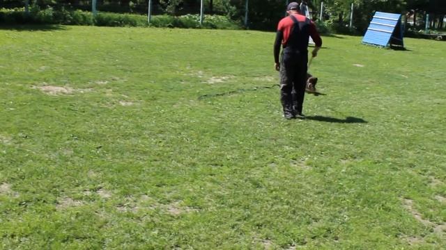 De Orse Mak Flai Iventa (Xulo von der Prachtallee x Faerhund Elaima) 3,5 months смотреть онлайн