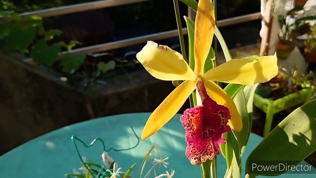 Blc. Keowee 'Mendenhall' ブラソカトレア キューウィー ‘メンデンホール’ смотреть онлайн