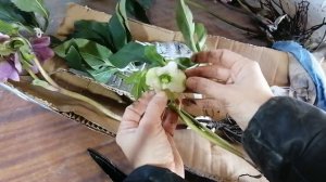 Опять купила растения на АВИТО