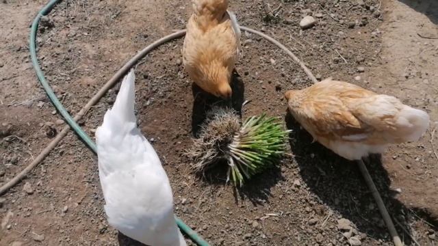 Скоро лето 🌞🥀🐔 смотреть онлайн