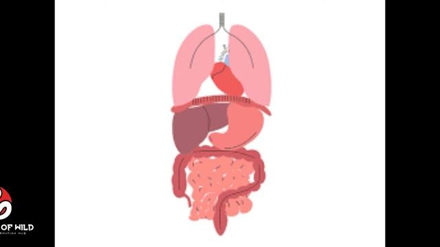 Dendroaspis polylepis | Black Mamba | Most Dangerous Snake | Fastest snake | Reptiles of wild смотреть онлайн