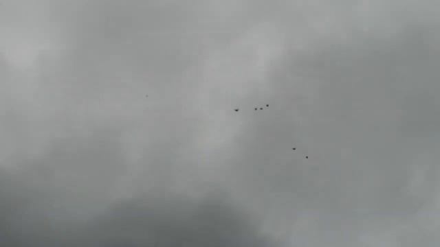 VID 20200722 114422 голуби на тренировке смотреть онлайн