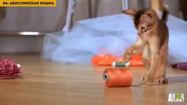 10 Самых Опасных Пород Кошек в Мире смотреть онлайн