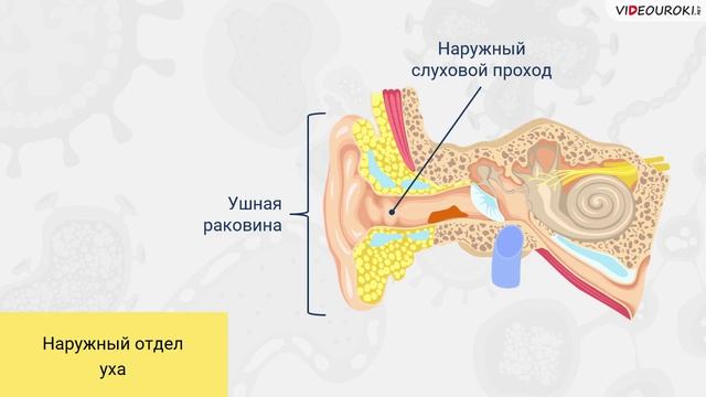 43. Строение и функции органов чувств смотреть онлайн