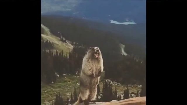 Кит, ты маму мав?