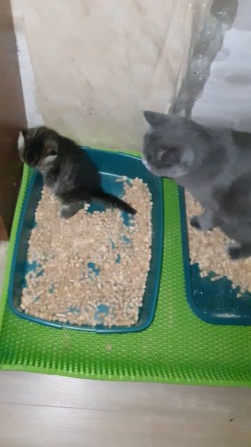 как приучить котенка к лотку смотреть онлайн