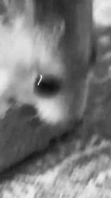 сирийский хомяк смотреть онлайн