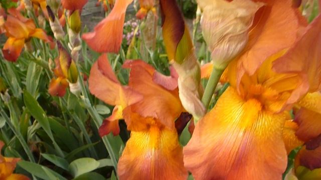 Ароматные ирисы.