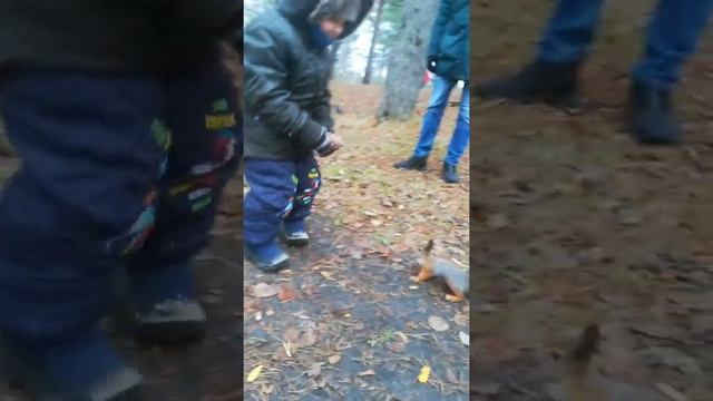 КОРМИЛИ БЕЛОЧКУ КЕДРОВОЙ ШИШКОЙ.