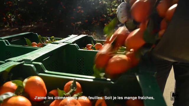 Les Clémentines смотреть онлайн