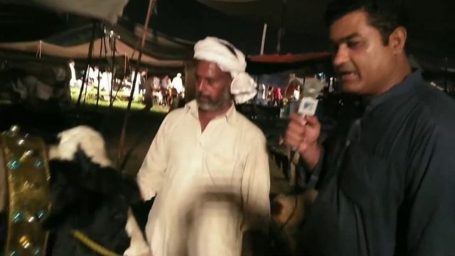 Lahore Valencia Mandi main dunia ka wazni 150 man ka janwar смотреть онлайн