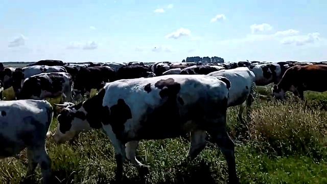 Пастушьи будни. С утра жарко - очень много слепней, коровки не знают, куда от них бежать 🙀 смотреть онлайн