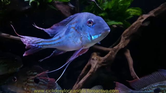 540 liters Geophagus winemilleri смотреть онлайн