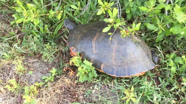 Turtle found on side of road 🐢 #turtle #wildlife #family #funny смотреть онлайн