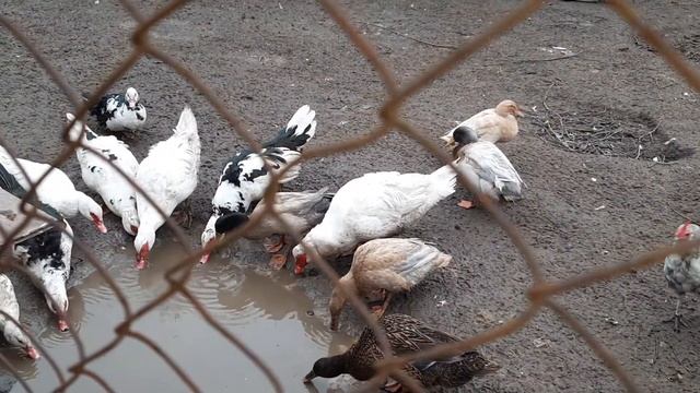 Приехала на хозяйство...🤦♀️ смотреть онлайн