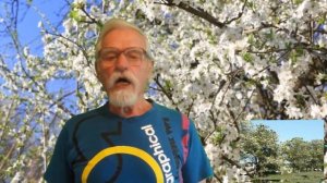 Украинская песня -- Ростэ Чэрэшня-у МАМЫ в ОГОРОДЕ!-Растет ЧЕРЕШНЯ!