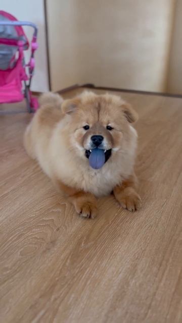 Мини Чау Пикассо забронирован ❌ Мальчик будет жить в России, г. Рязань. Владельцы: Анна и Никита смотреть онлайн