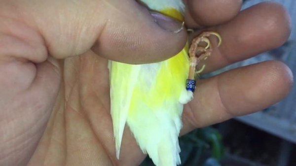 Самцы и самки Амадины Гульда.