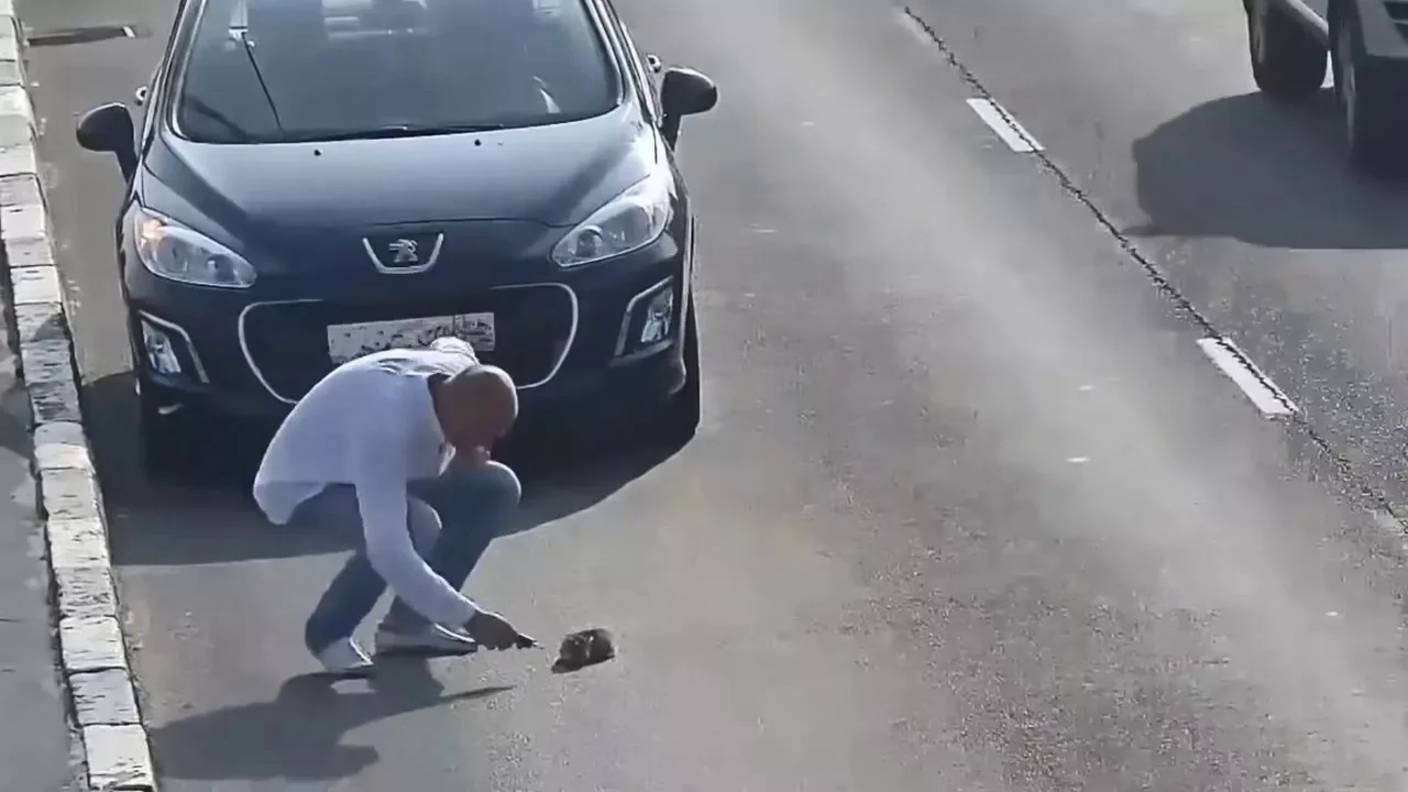 Животные, которым реально повезло смотреть онлайн