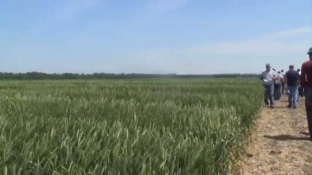 День поля в Национальном центре зерна им. П.П. Лукьяненко смотреть онлайн