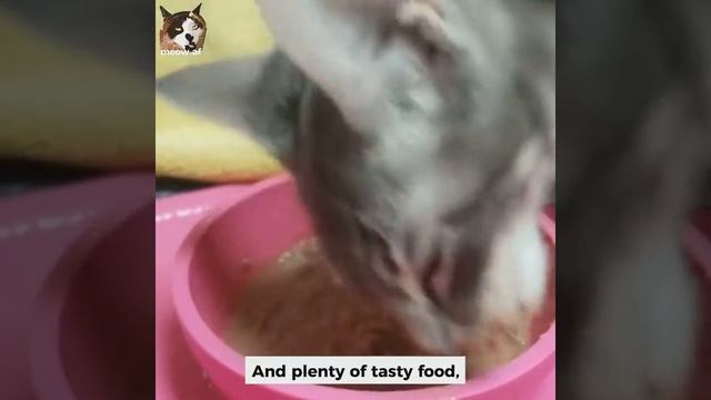 Meet Dilly, The Wobbly Kitten Who Found A Great Home After She Was Rescued From The Side Of A Road смотреть онлайн