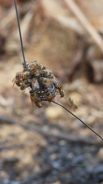 Целый рой пчел окружает пчелиную🥰 😍 😘 матку смотреть онлайн
