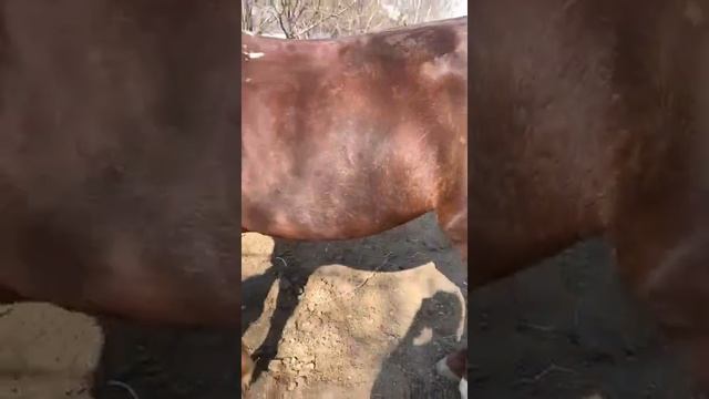 Қабылсайлық Нартай мырзаның Ақпақай атты тұлпары. (кокпар2022)