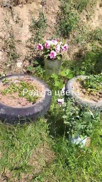 радуга цвета