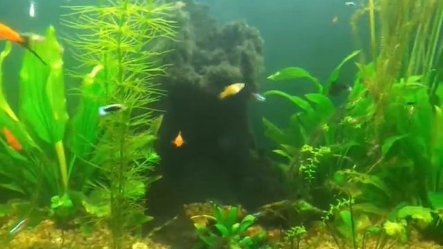 Our aquarium - Наш Аквариум смотреть онлайн
